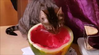 Видео Самое искреннее чувство на свете — чувство голода! (автор: Борис и другие. Boris and others in St-Petersburg)