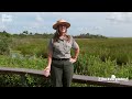 Learn more about the diverse fauna of the Everglades National Park