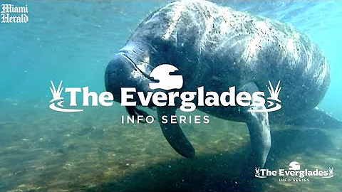 Learn more about the diverse fauna of the Everglades National Park