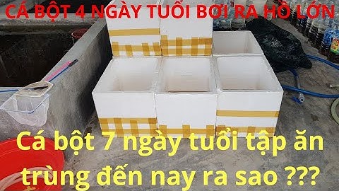CHO CÁ BỘT 4 NGÀY TUỔI RA HỒ LỚN