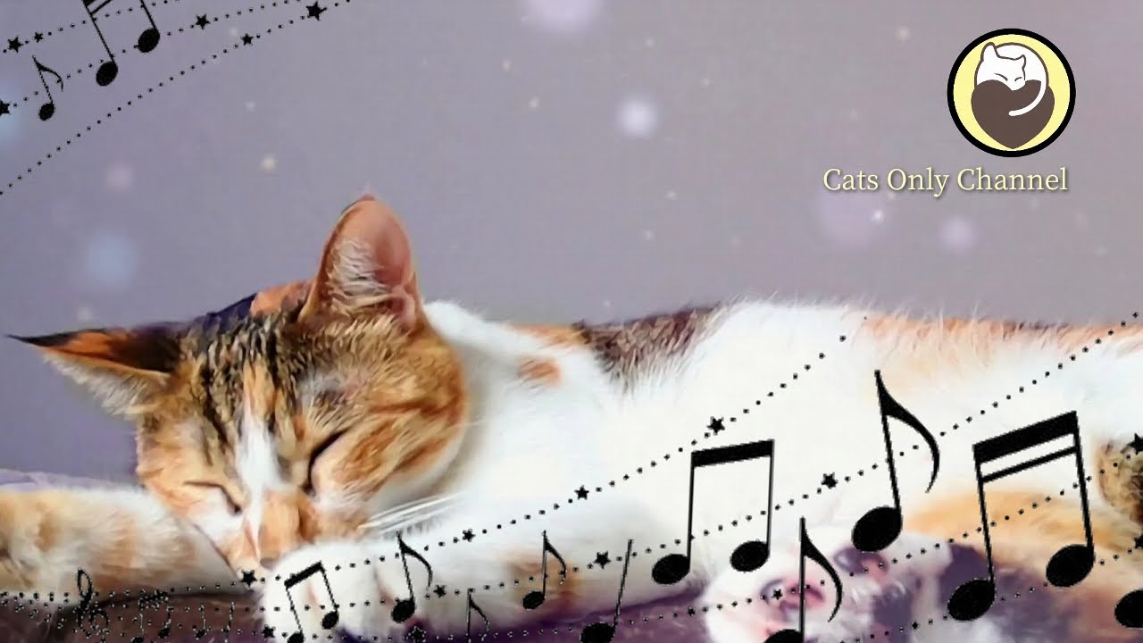 528Hz musique de gurison pour calmer votre chat   Soulagement du stress Relaxation