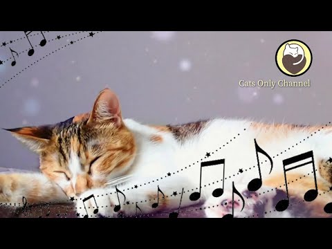 528Hz Healing Music To Calm Your Cat - Stress Relief, Relaxation