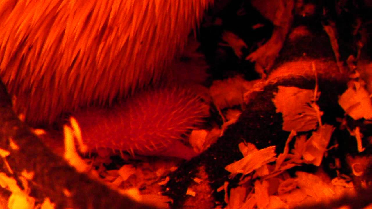 petco hours Hoglet Feeding Time