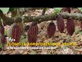 ¿Cómo la agroforestería aporta a la sostenibilidad en cacao? - TvAgro por Juan Gonzalo Angel