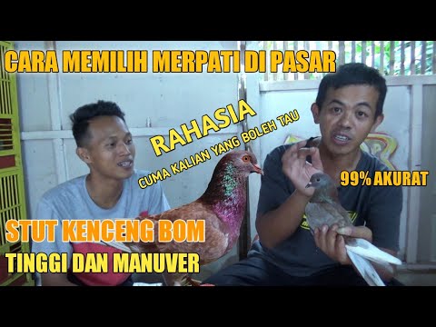 99 % AKURAT !! CARA BELI BURUNG MERPATI DI PASAR SETUT DOR & MANUVER