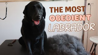 BRUSHING AND BATHING THE MOST OBEDIENT LABADOR RETRIEVER | RURAL DOG GROOMING by Rural Dog Grooming 925 views 10 months ago 19 minutes