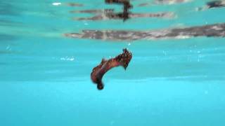 Swimming Leopard Flatworm (Pseudobiceros pardalis): Utila, Honduras