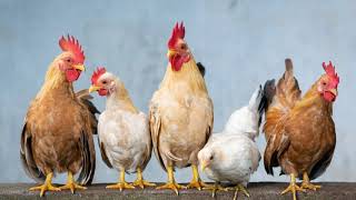 Download Lagu Bunyi Ayam Berkokok MP3