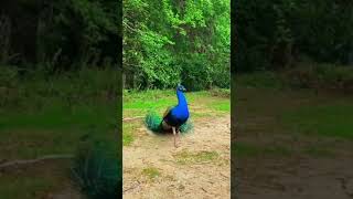 Pea Dance Display Pea Opening Feather Navilu Navilu Gari Navilu Nrutya Natya