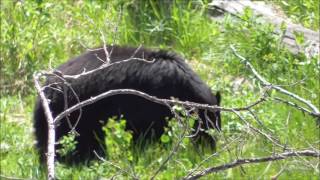 2 Black Bears in Yellowstone. (one cinnamon and one black) June 2016