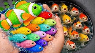 Serok ikan warna-warni dalam kolam, ikan hias cantik, ikan mas, ikan koi, ikan komet, kura-kura lucu
