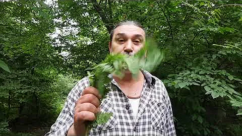 Папоротник, Ивана Купала, Чем опасный цвет папоротника на Ивана купала, Молитвы Защита