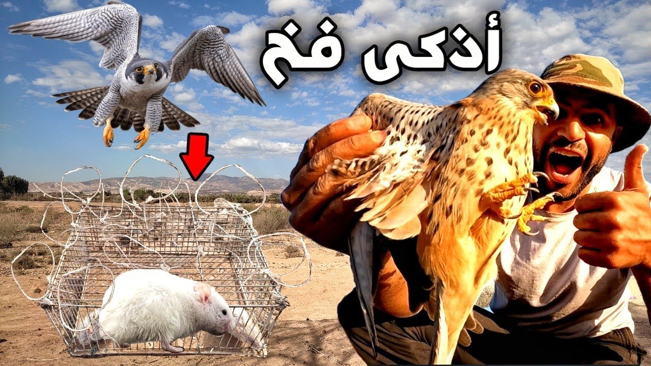 رحلة صيد الصقور بأذكى فخ 😱 والنتيجة كانت مبهرة 👌🦅