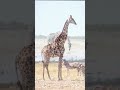 giraffe drink water in the wild?