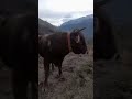 Delirdi delirdi #shorts #toro #boğa #animals #cow #tosun #toro