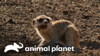 Cómo Pueden Las Suricatas Comer Escorpiones Mortales? Los Secretos Del Mundo Animal