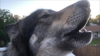 Wolf Vs Ice Cream Truck