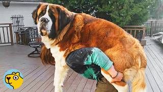 Giant St. Bernard Thinks He’s Still A Tiny Puppy