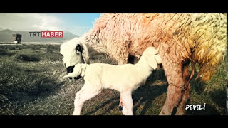 ŞEHİRLER ve ŞİİRLER DEVELİ