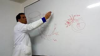 angiología comparda I angiología comparda I