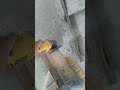 Disco para cortar madera 4.5"