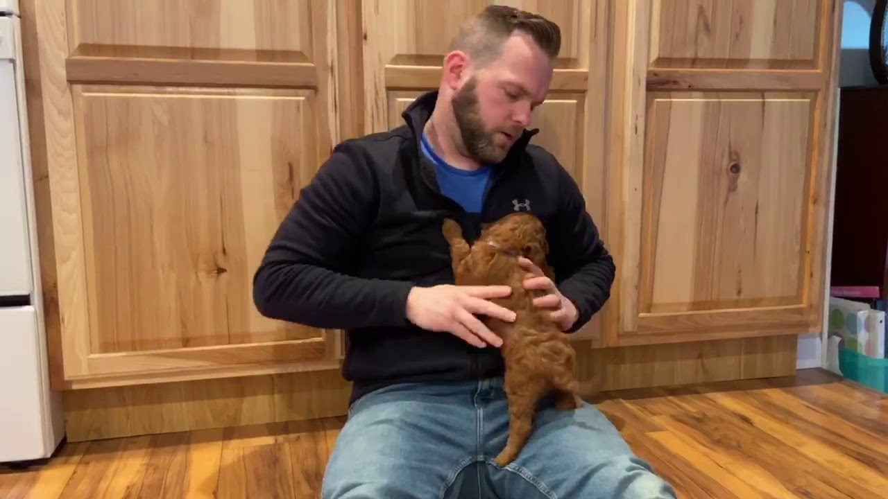 Oak Hill Farm Doodles Med Irish Doodles Lola 22020 Girl Purple YouTube