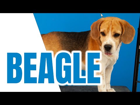 Vídeo: Cães de pelo curto podem ser tosados?