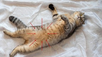 Why Does My Cat Roll Over When He Sees Me? (SHOCKING)