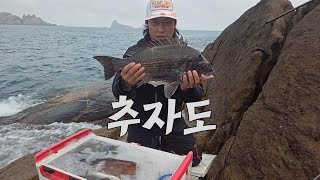 추자도 장타 본류 낚시에 5짜 감성돔을 잡았습니다