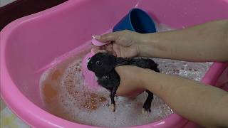 Tiny Guinea Pigs & Dwarf Bunnies Bath Time 🛁🐹🐰  Cute Animal ASMR You Can't Resist!