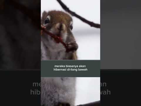 Video: Hibernator makan apa?