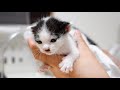 Getting Sleepy Mid-Pee… A Kitten Too Tired to Stay Awake 🐾