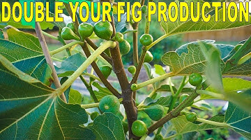 Fertilizing Figs For Maximum Production - Double Your Fig Harvest
