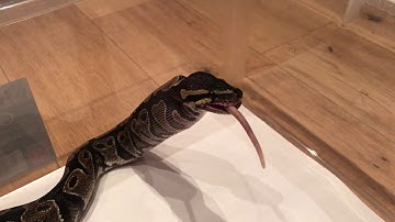 Ball Python Lara’s Best Strikes. Warning: viewer discretion!