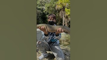 Câu cá lóc #caucaloc #manhraufishing #caucalockhung #cauca @Mạnh râu vlog