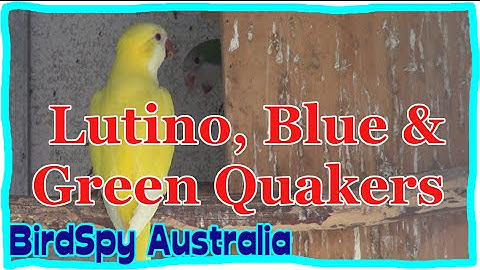 Lutino, Blue and Green Quakers (Monk Parrot)| BirdSpyAus
