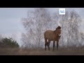 Tschernobyl: Natur erobert die Sperrzone und schafft unerwartetes Wildtierparadies