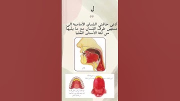 مخرج حرف اللام . #مخارج_الحروف #تجويد