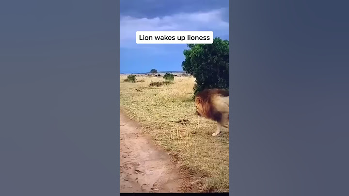 Lion Wakes Up Lioness 🦁