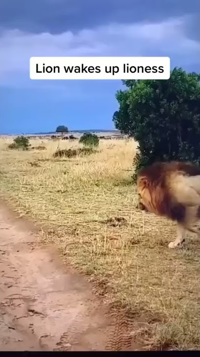Lion Wakes Up Lioness 🦁