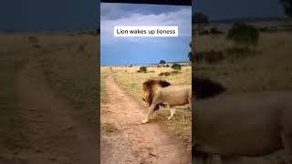 Lion Wakes Up Lioness 🦁