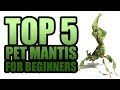 TOP 5 PET PRAYING MANTIS SPECIES FOR BEGINNERS