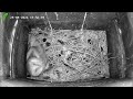 Barn Owl Nest Box - Live Stream - Overnight - 24th April