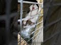 Первые секунды жизни новорождённых крольчат