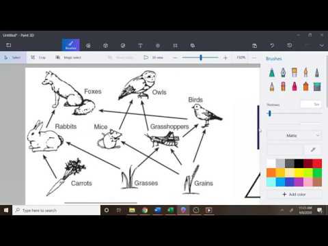 Ms Scripa Explaining Food Webs
