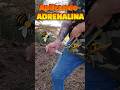 CAZADORES  ALERGICOS a las picaduras#alergias#inyectableepirefrina