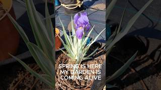 SPRING IS HERE!!! MY GARDEN IS COMING ALIVE!!! #GARDENING #livingwell #seniorliving #healingplace