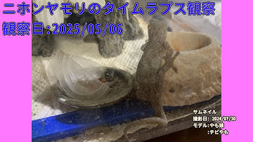 【Memorandum】 2025年05月06日 RPi-Cam-Web-Interfaceを用いたニホンヤモリのTimelapse観察