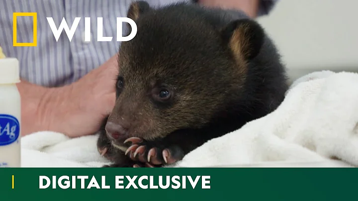 Tiny Bear Cub Is Found Abandoned | United Vets of America | National Geographic Wild UK - DayDayNews