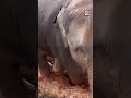 Woman Helps Rescue Baby Elephant Stuck in Mud 🥺